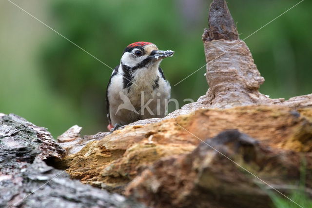 Grote Bonte Specht (Dendrocopos major)