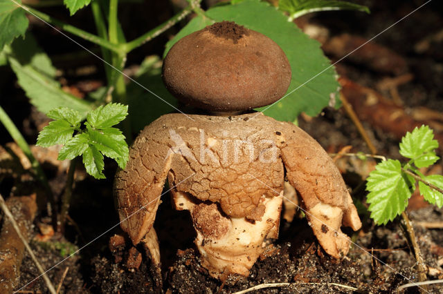 Grote vierslippige aardster (Geastrum fornicatum)