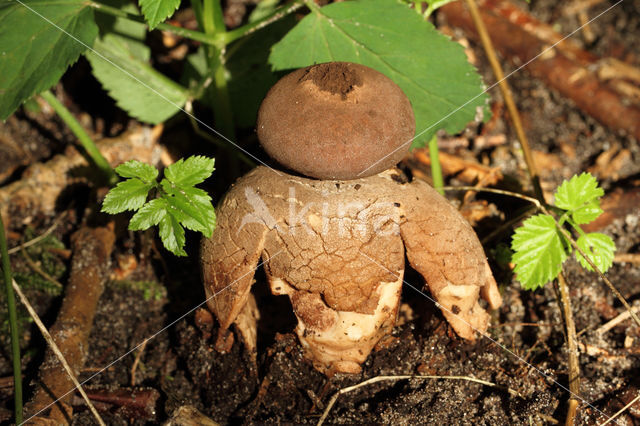 Grote vierslippige aardster (Geastrum fornicatum)