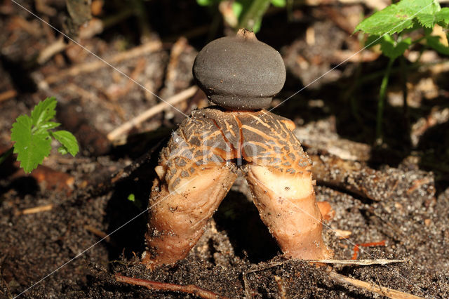 Grote vierslippige aardster (Geastrum fornicatum)