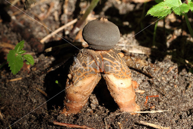 Grote vierslippige aardster (Geastrum fornicatum)