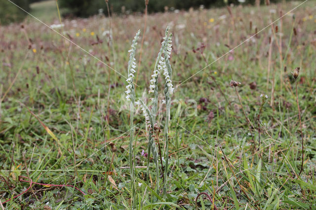 Herfstschroeforchis (Spiranthes spiralis)