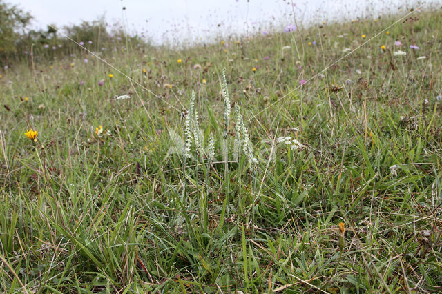 Herfstschroeforchis (Spiranthes spiralis)