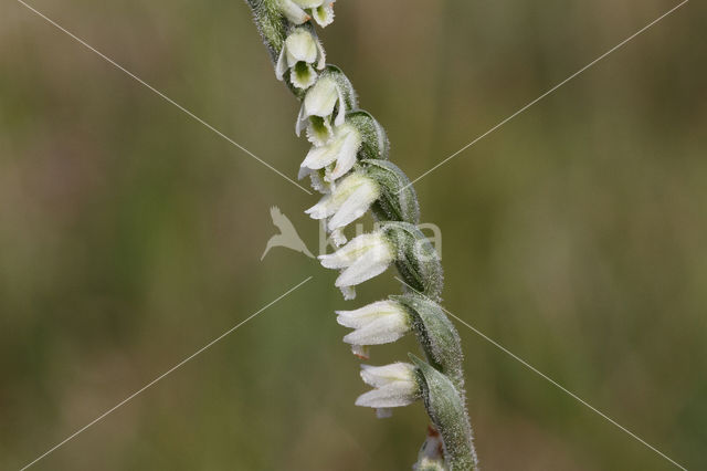 Herfstschroeforchis (Spiranthes spiralis)