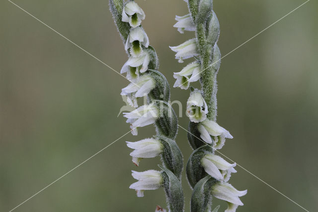 Herfstschroeforchis (Spiranthes spiralis)