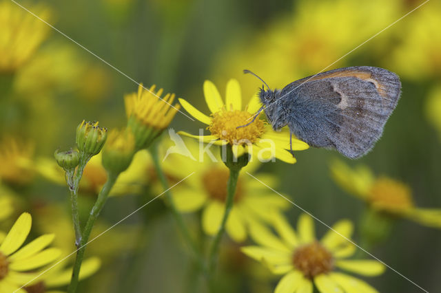 Hooibeestje (Coenonympha pamphilus)