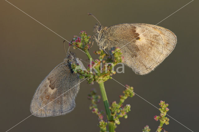 Hooibeestje (Coenonympha pamphilus)