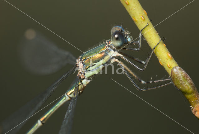 Houtpantserjuffer (Lestes viridis)