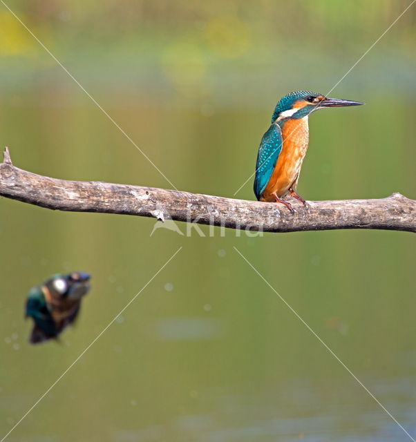 IJsvogel (Alcedo atthis)