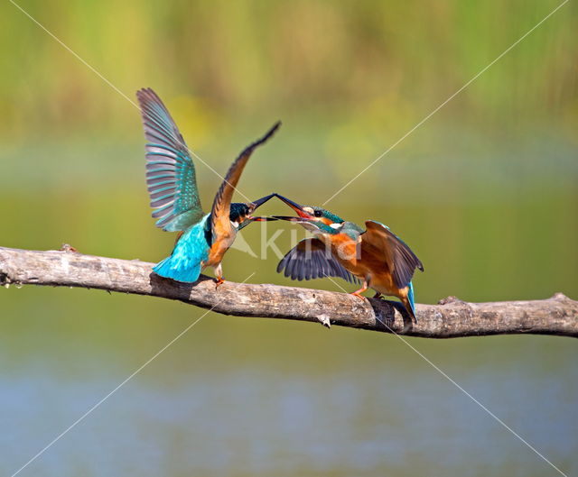 IJsvogel (Alcedo atthis)