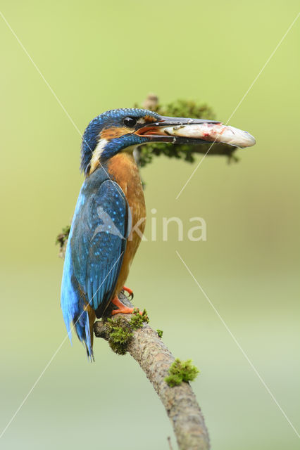 IJsvogel (Alcedo atthis)