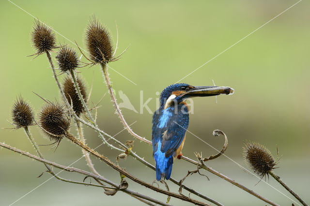 IJsvogel (Alcedo atthis)