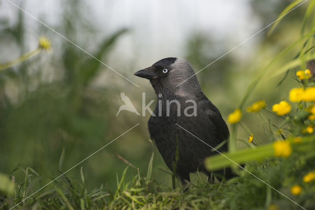 Kauw (Corvus monedula)