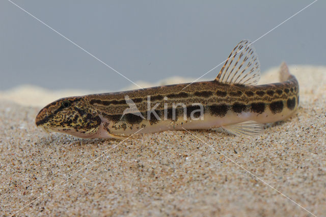 Kleine modderkruiper (Cobitis taenia)