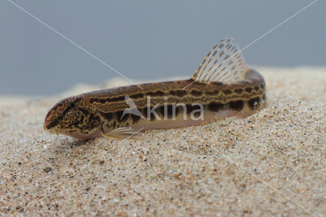 Kleine modderkruiper (Cobitis taenia)