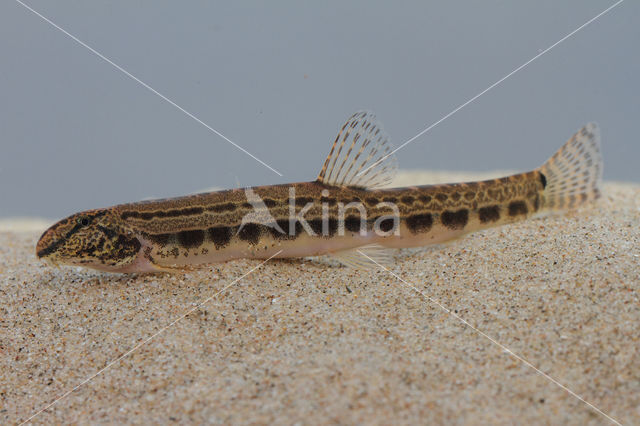 Kleine modderkruiper (Cobitis taenia)