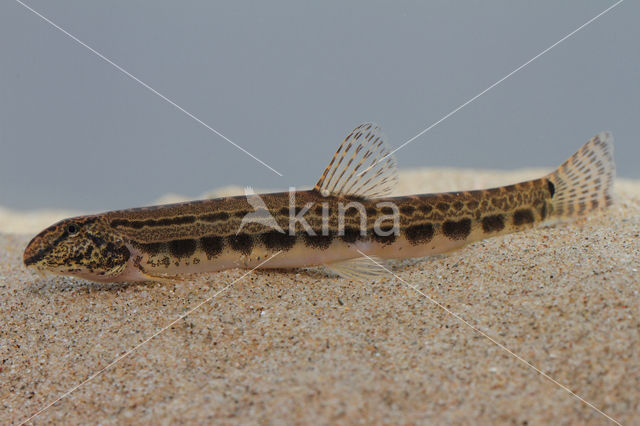 Spined Loach (Cobitis taenia)