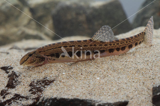 Kleine modderkruiper (Cobitis taenia)