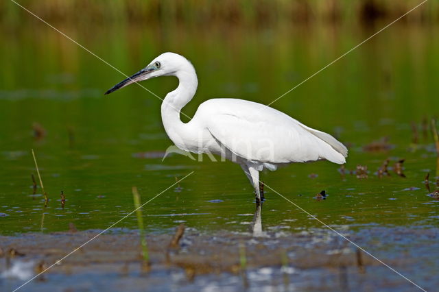 Kleine Zilverreiger (Egretta garzetta)