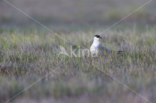 Kleinste Jager (Stercorarius longicaudus)