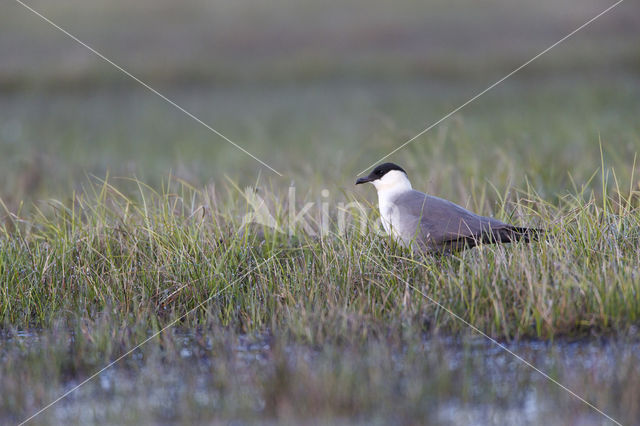 Kleinste Jager (Stercorarius longicaudus)