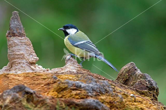 Koolmees (Parus major)