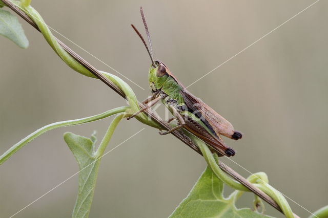 Krasser (Chorthippus parallelus)