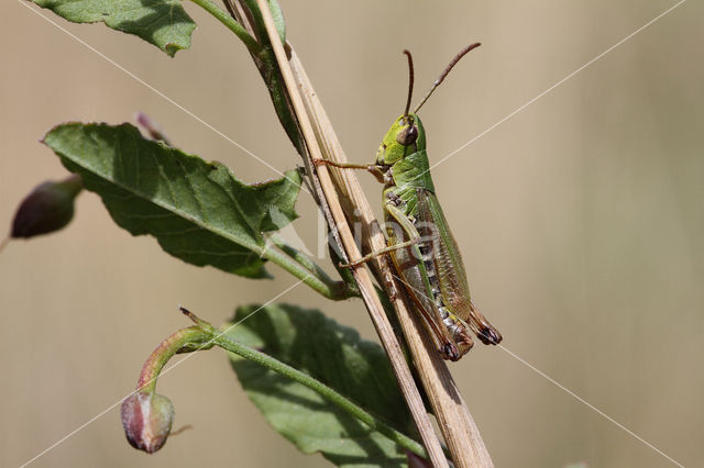 Krasser (Chorthippus parallelus)