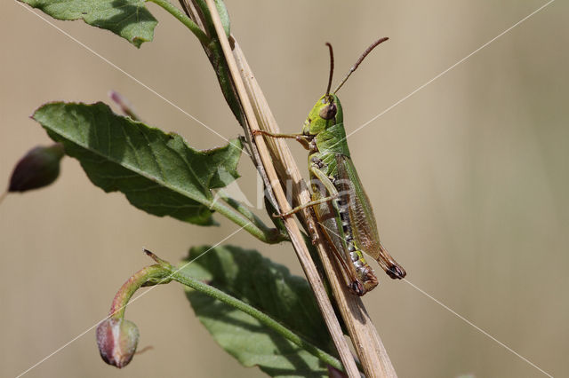 Krasser (Chorthippus parallelus)