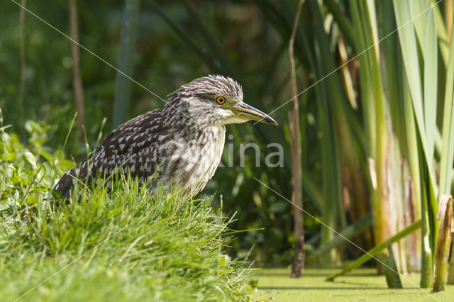 Kwak (Nycticorax nycticorax)