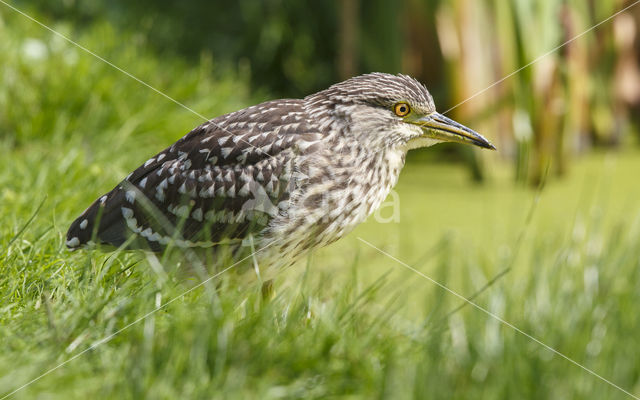 Kwak (Nycticorax nycticorax)