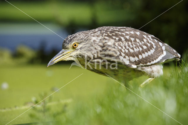 Night Heron (Nycticorax nycticorax)