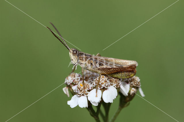 Locomotiefje (Chorthippus apricarius)