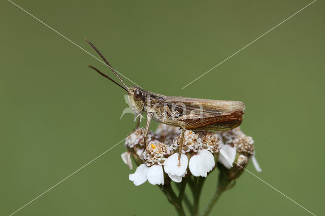 Locomotiefje (Chorthippus apricarius)