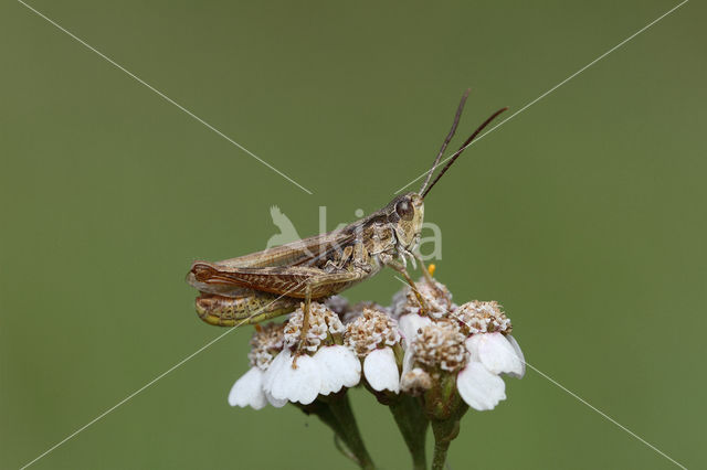 Locomotiefje (Chorthippus apricarius)