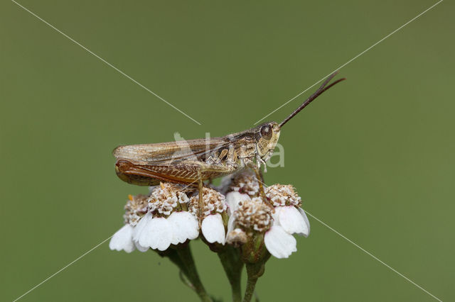 Locomotiefje (Chorthippus apricarius)