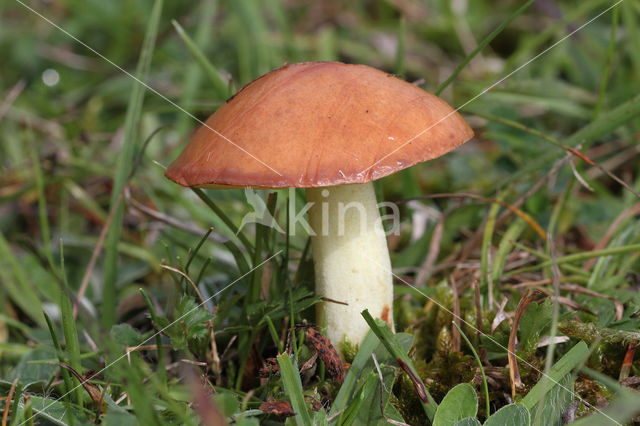 Melkboleet (Suillus granulatus)