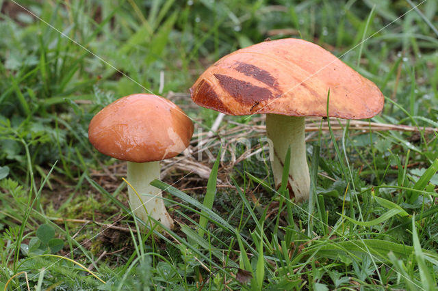 Melkboleet (Suillus granulatus)