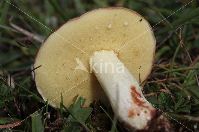 Melkboleet (Suillus granulatus)