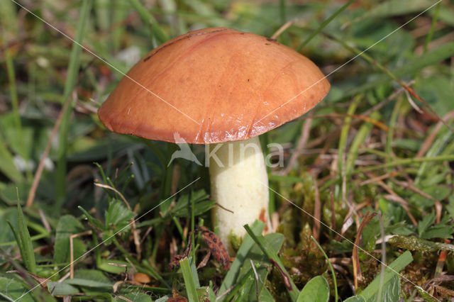 Melkboleet (Suillus granulatus)