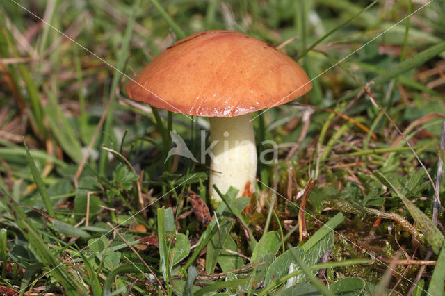 Melkboleet (Suillus granulatus)