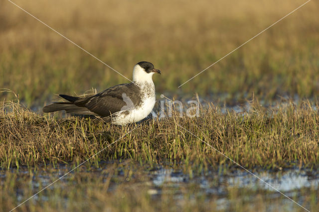 Middelste Jager (Stercorarius pomarinus)