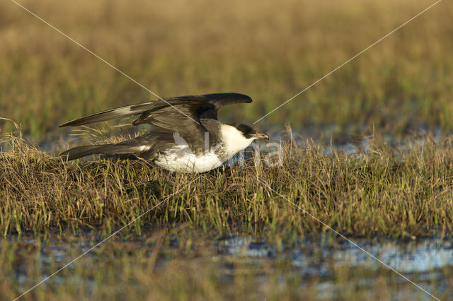 Middelste Jager (Stercorarius pomarinus)