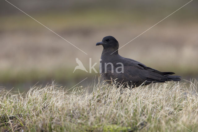 Middelste Jager (Stercorarius pomarinus)