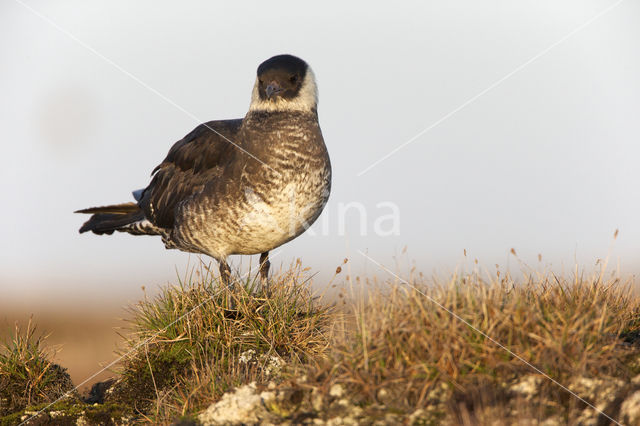 Middelste Jager (Stercorarius pomarinus)