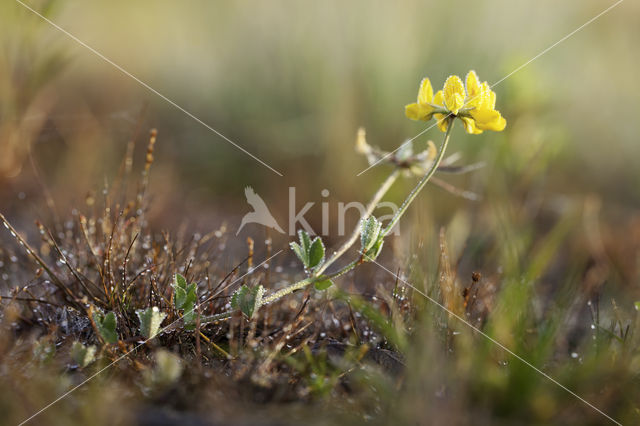 Moerasrolklaver (Lotus pedunculatus)