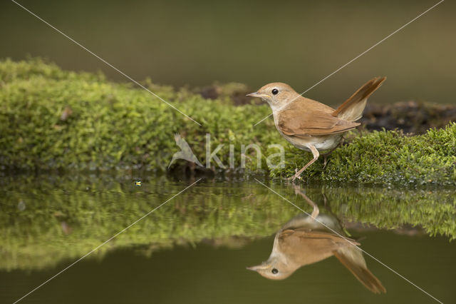 Nachtegaal (Luscinia megarhynchos)