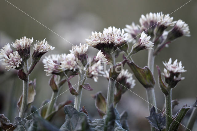 Arctic sweet coltsfoot (Petasites frigidus)