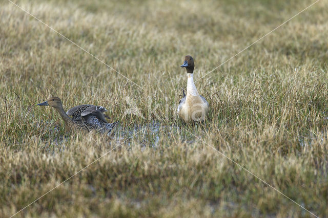 Northern Pintail (Anas acuta)