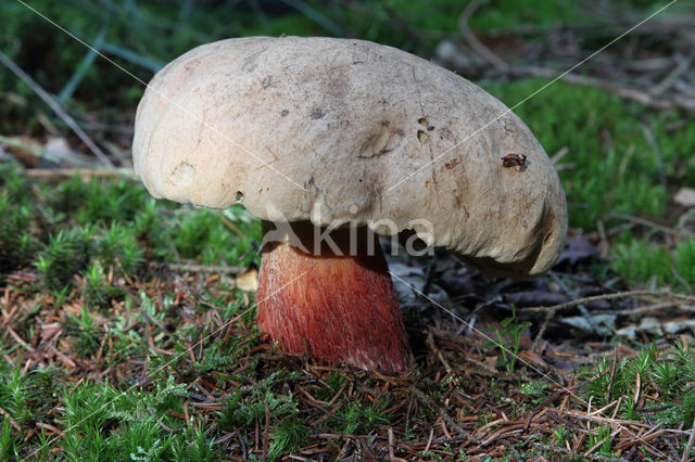 Pronksteelboleet (Boletus calopus)